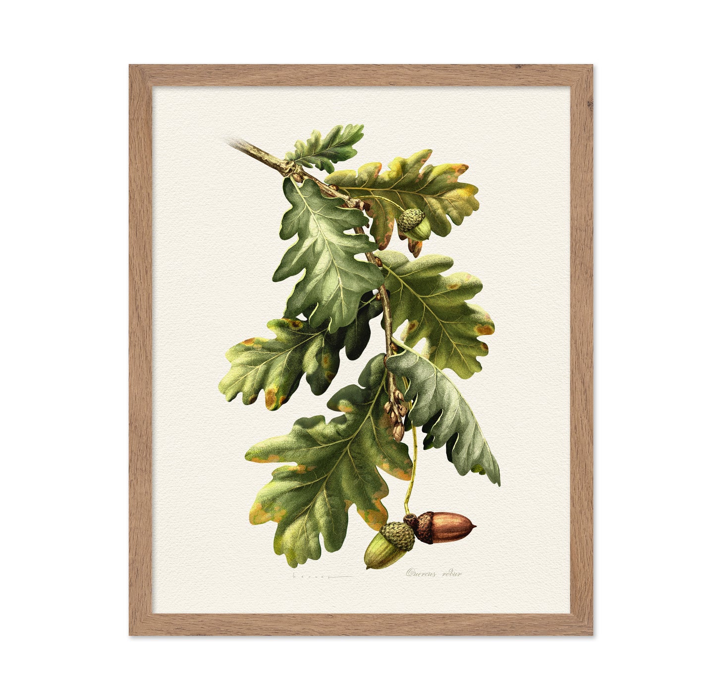 Quercus Robur