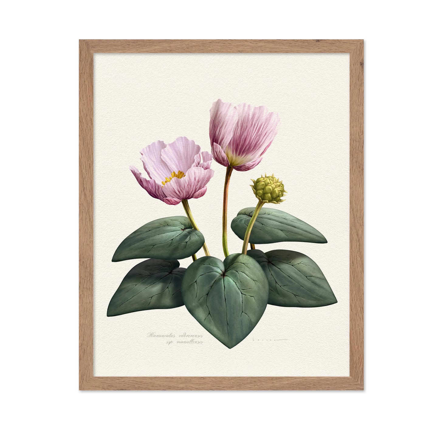 Ranunculus Cabrerensis