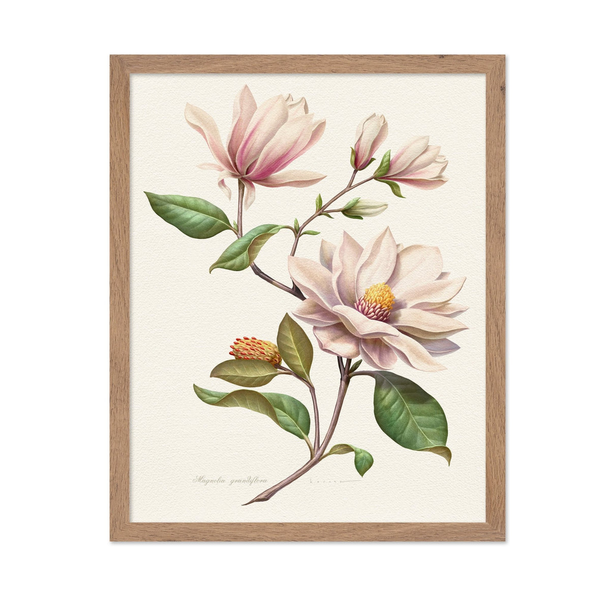 Magnolia Grandiflora