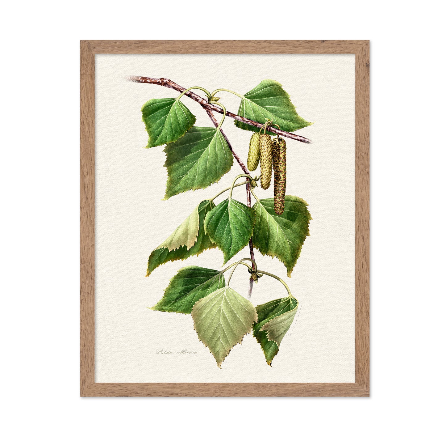 Birch Leaf Botanical