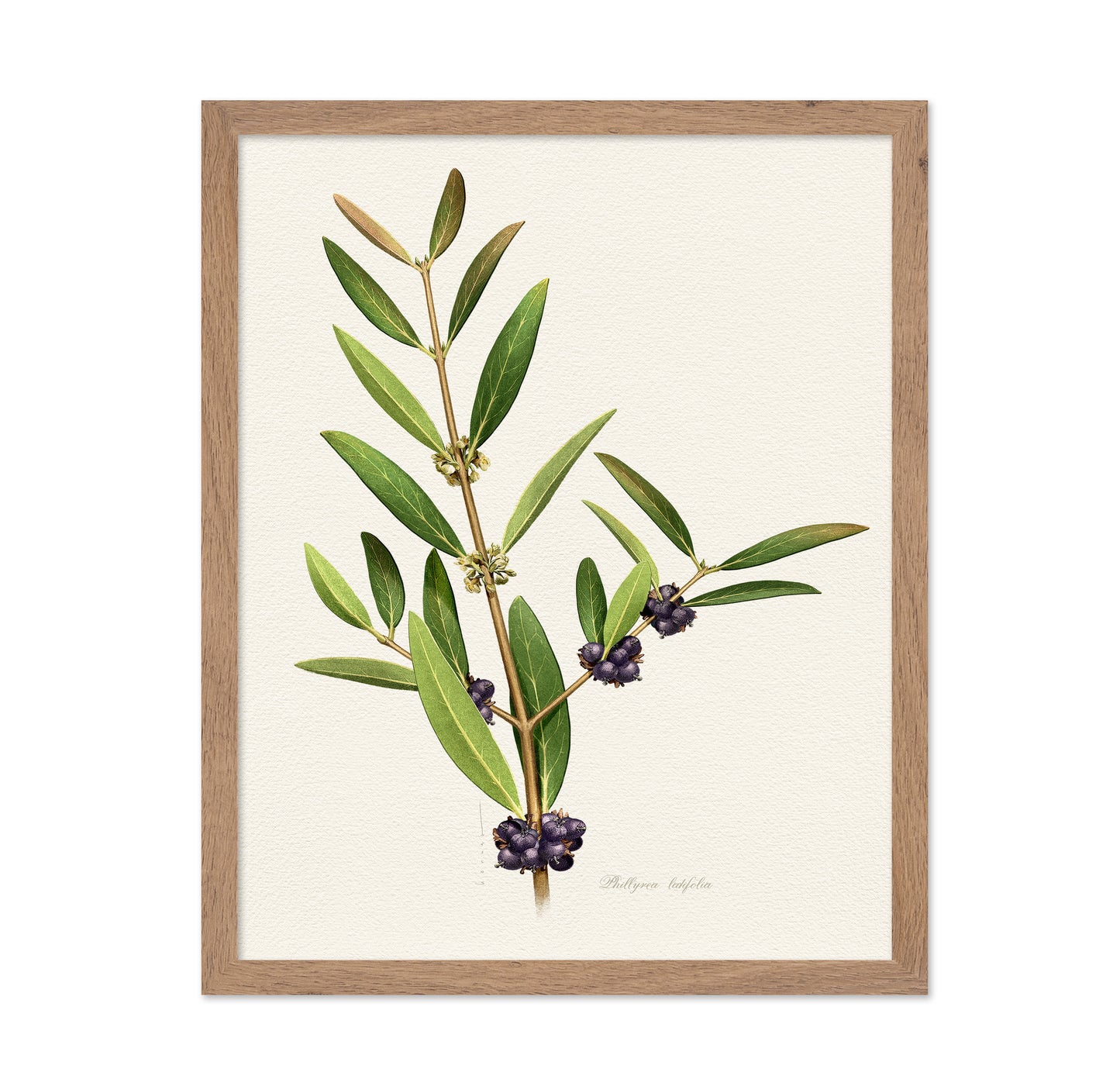 Phillyrea Latifolia