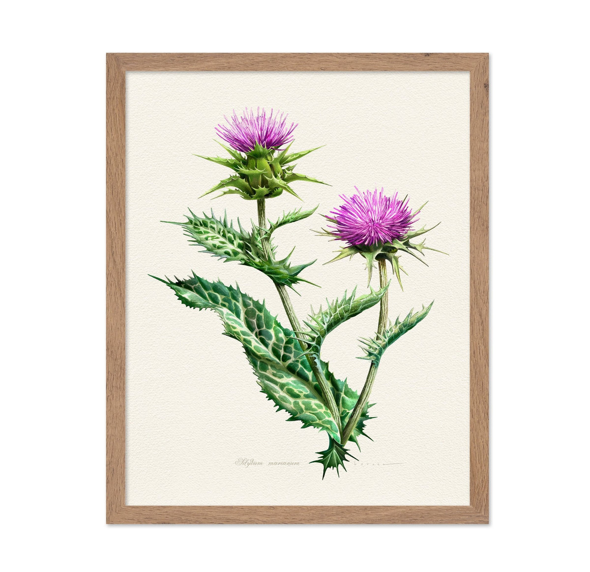 Silybum Marianum