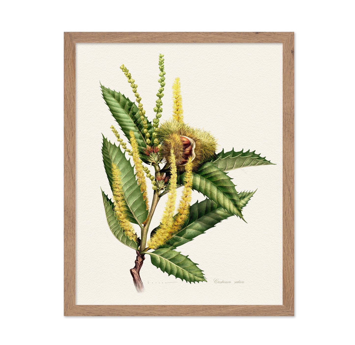 Castanea Sativa