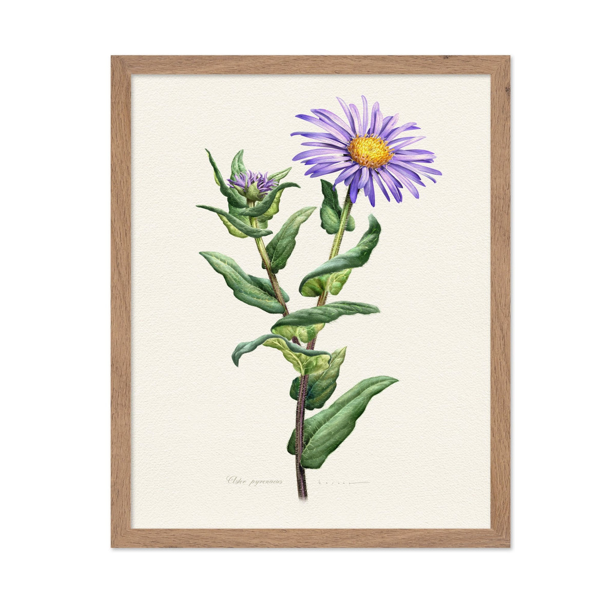 Purple Aster Botanical