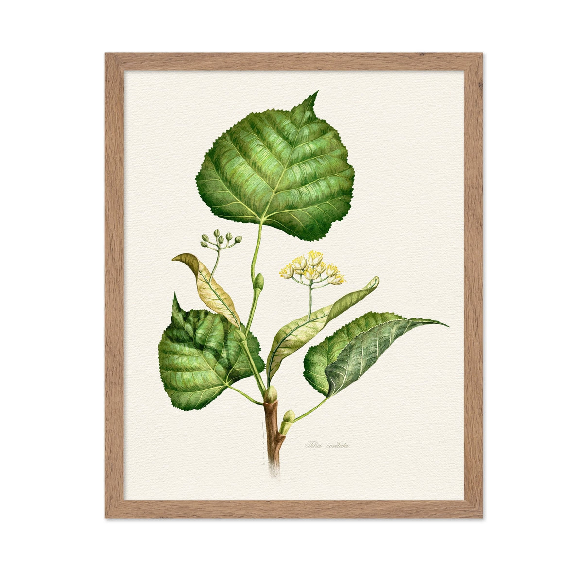 Tilia Cordata Botanical