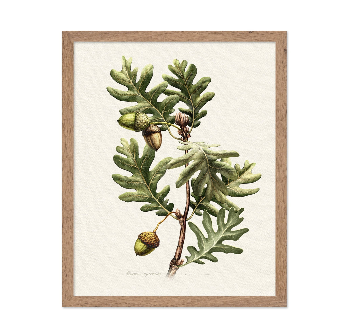 Quercus Pyrenaica
