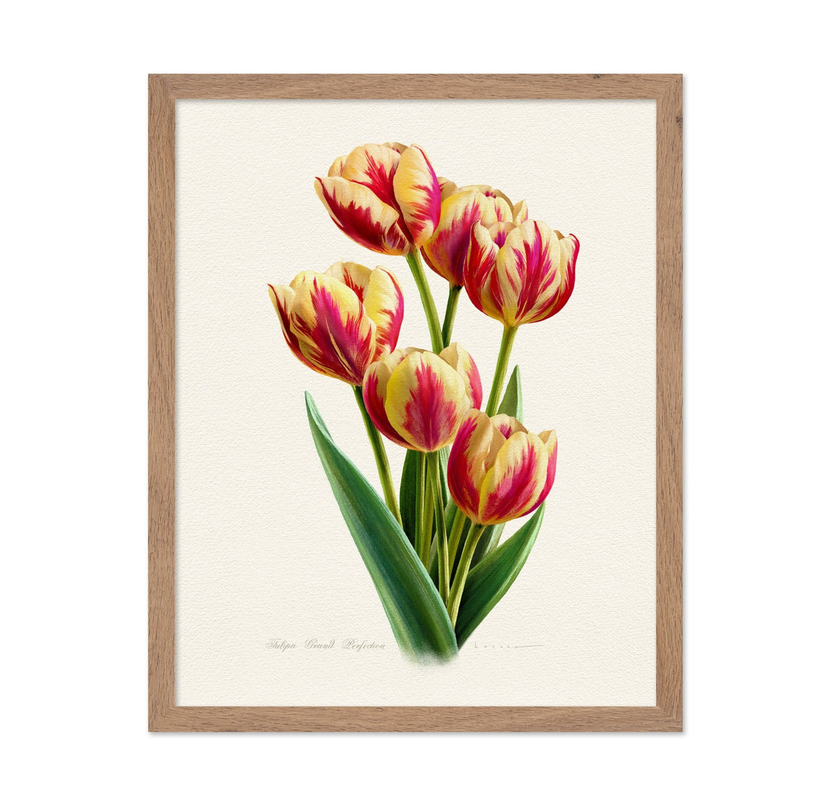 Tulipa Grand Perfection