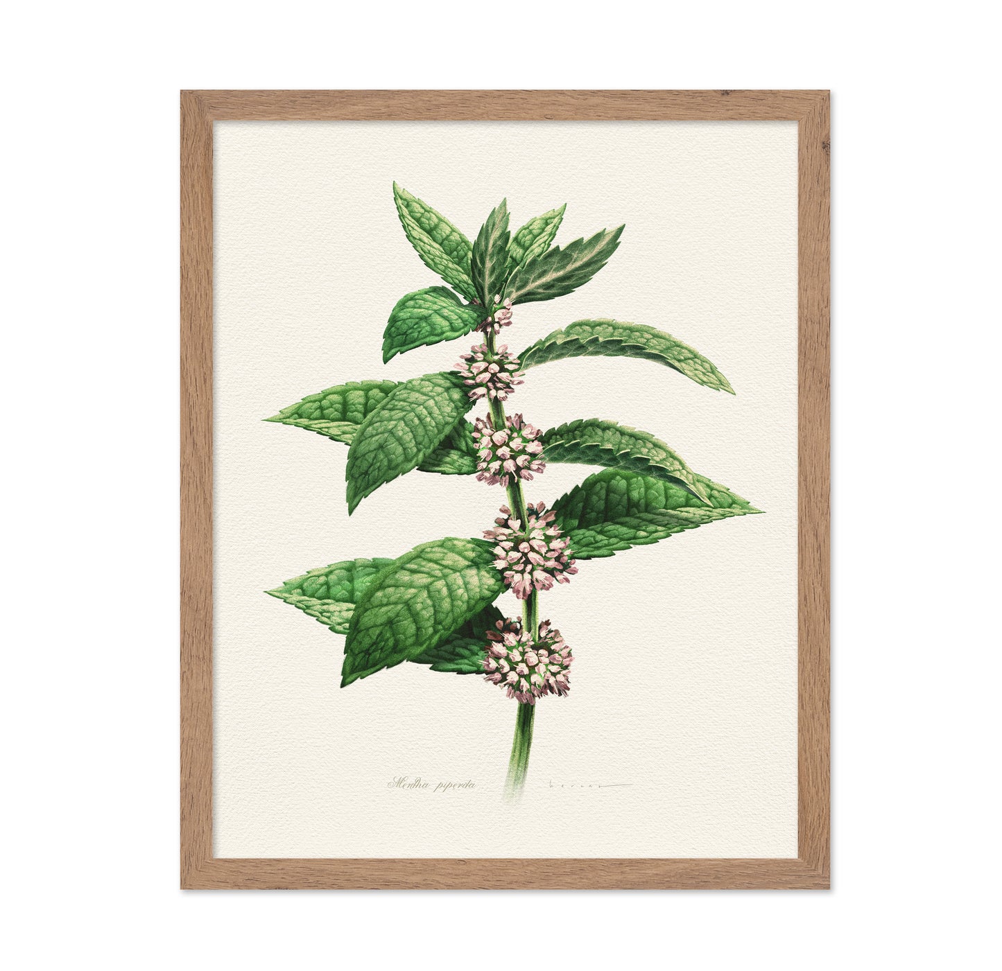 Mentha Piperita