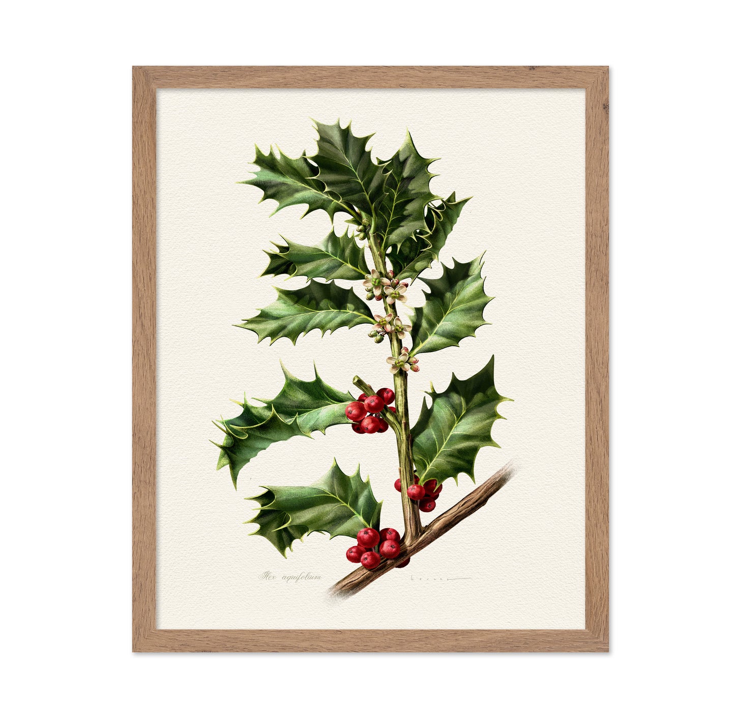 European Holly
