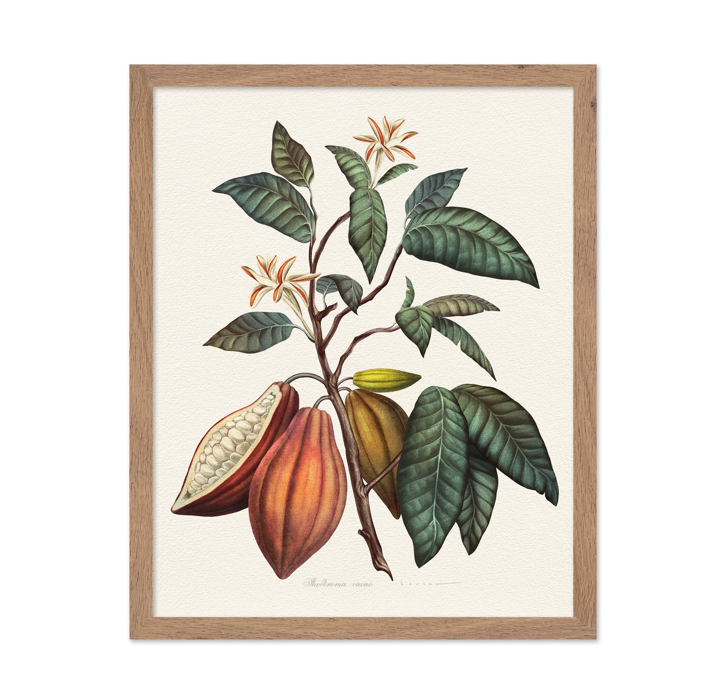 Theobroma Cacao
