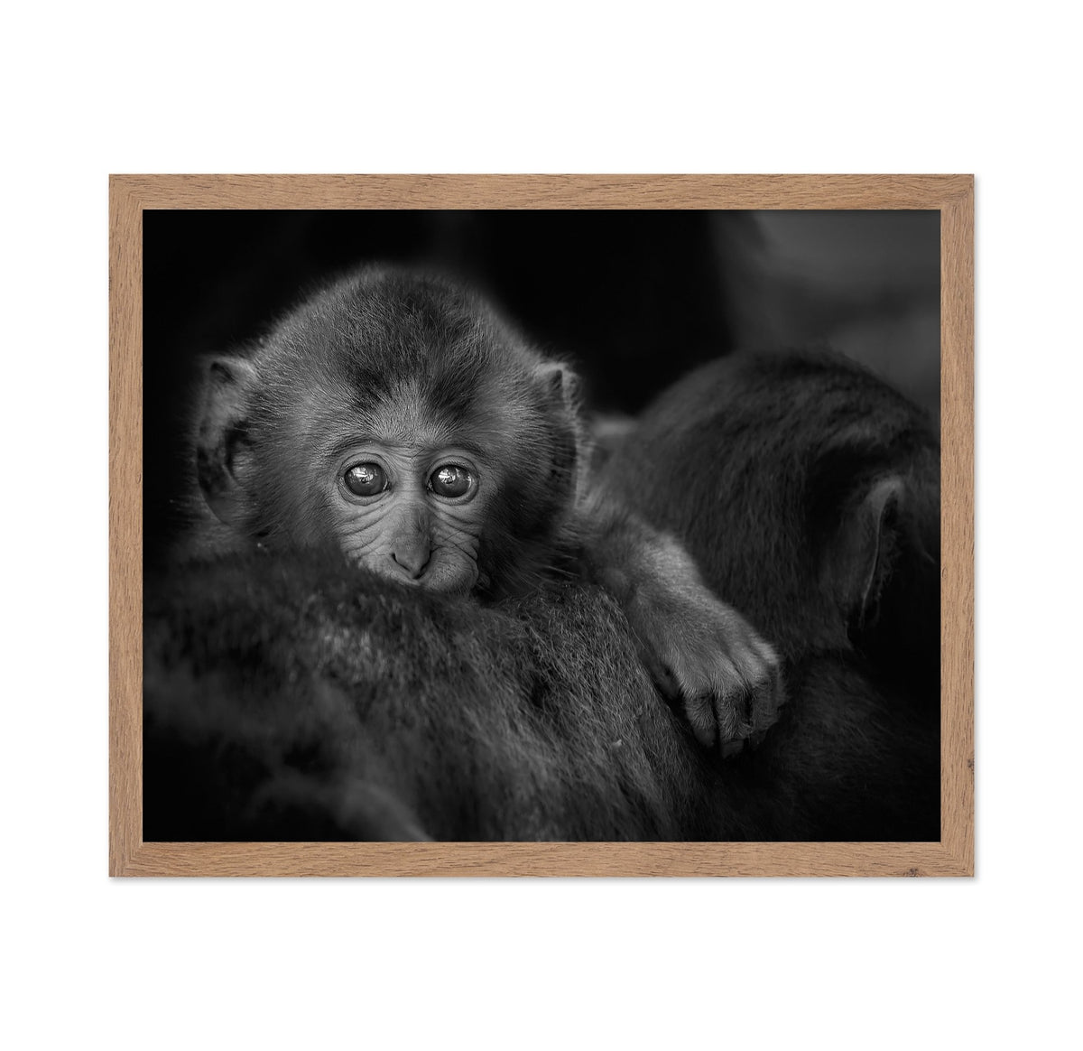 Monkey Baby