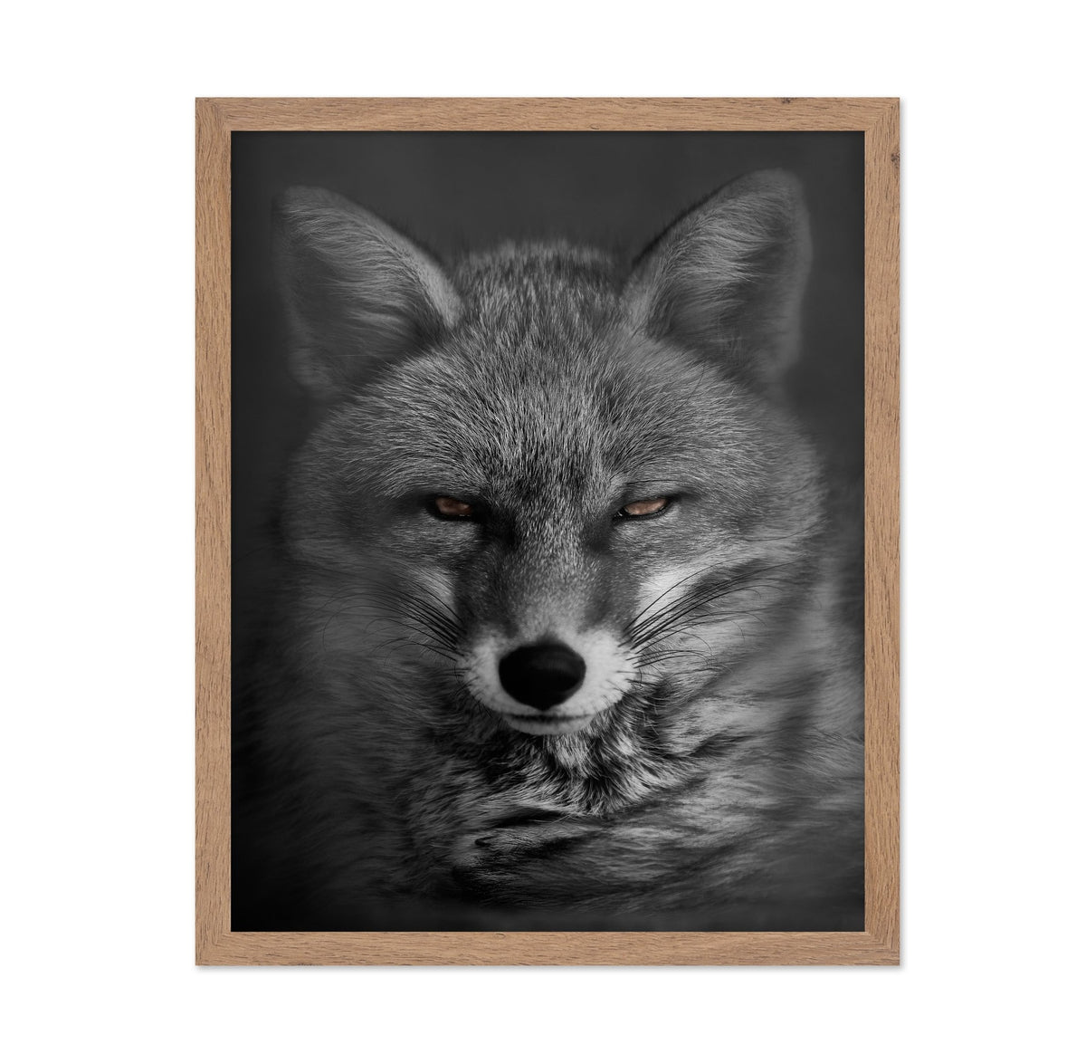 Fox's Gaze