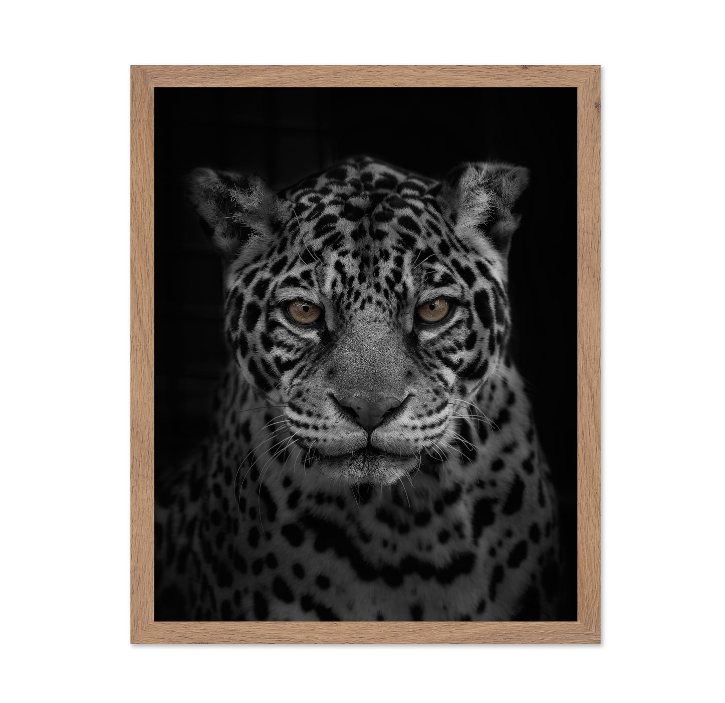 Jaguar's Gaze