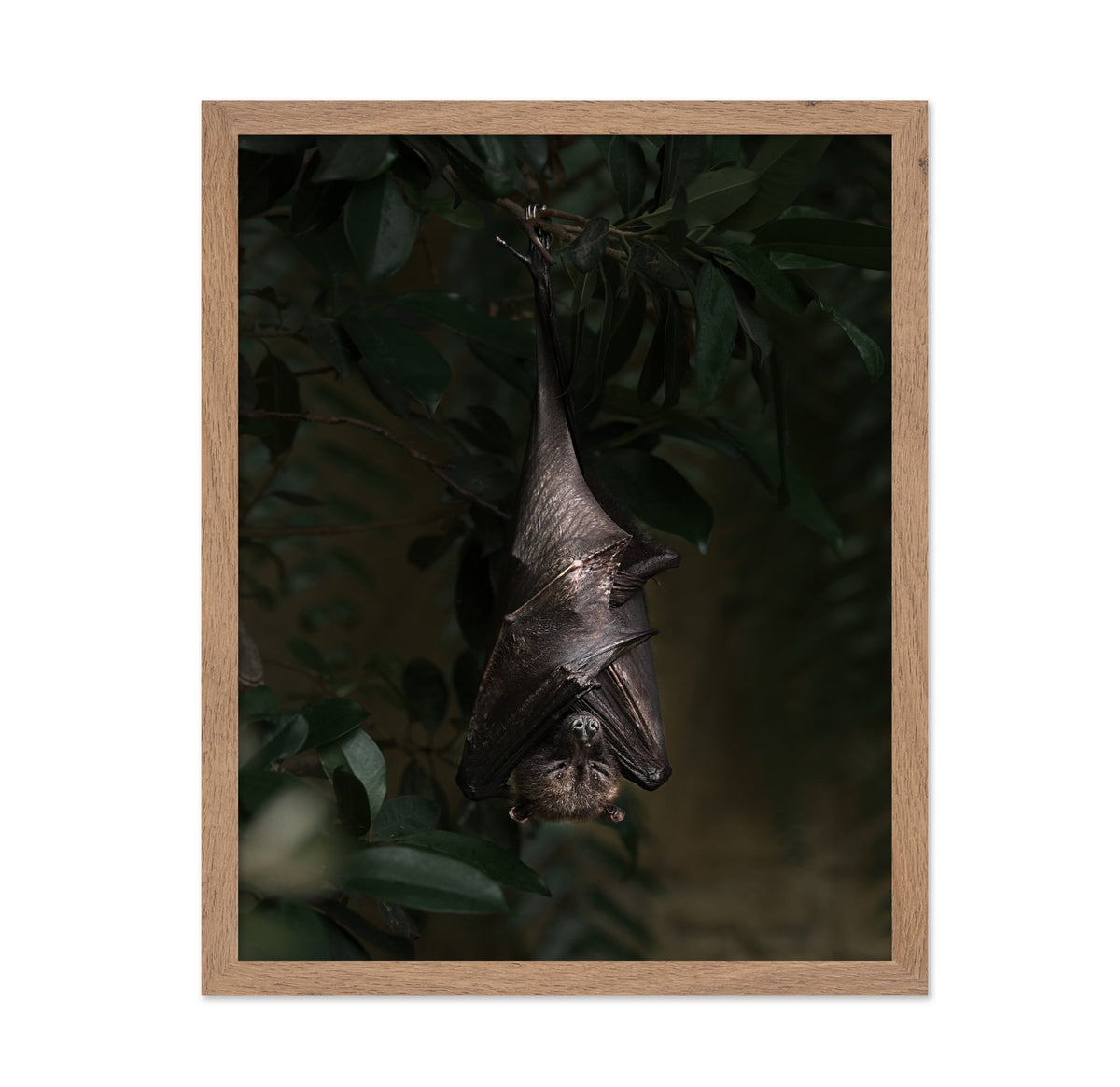Bat's Siesta