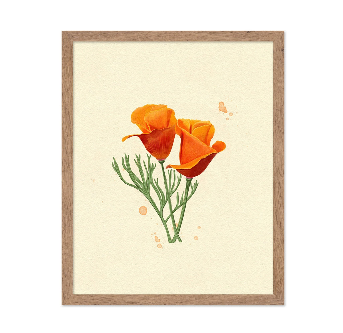 California Poppy