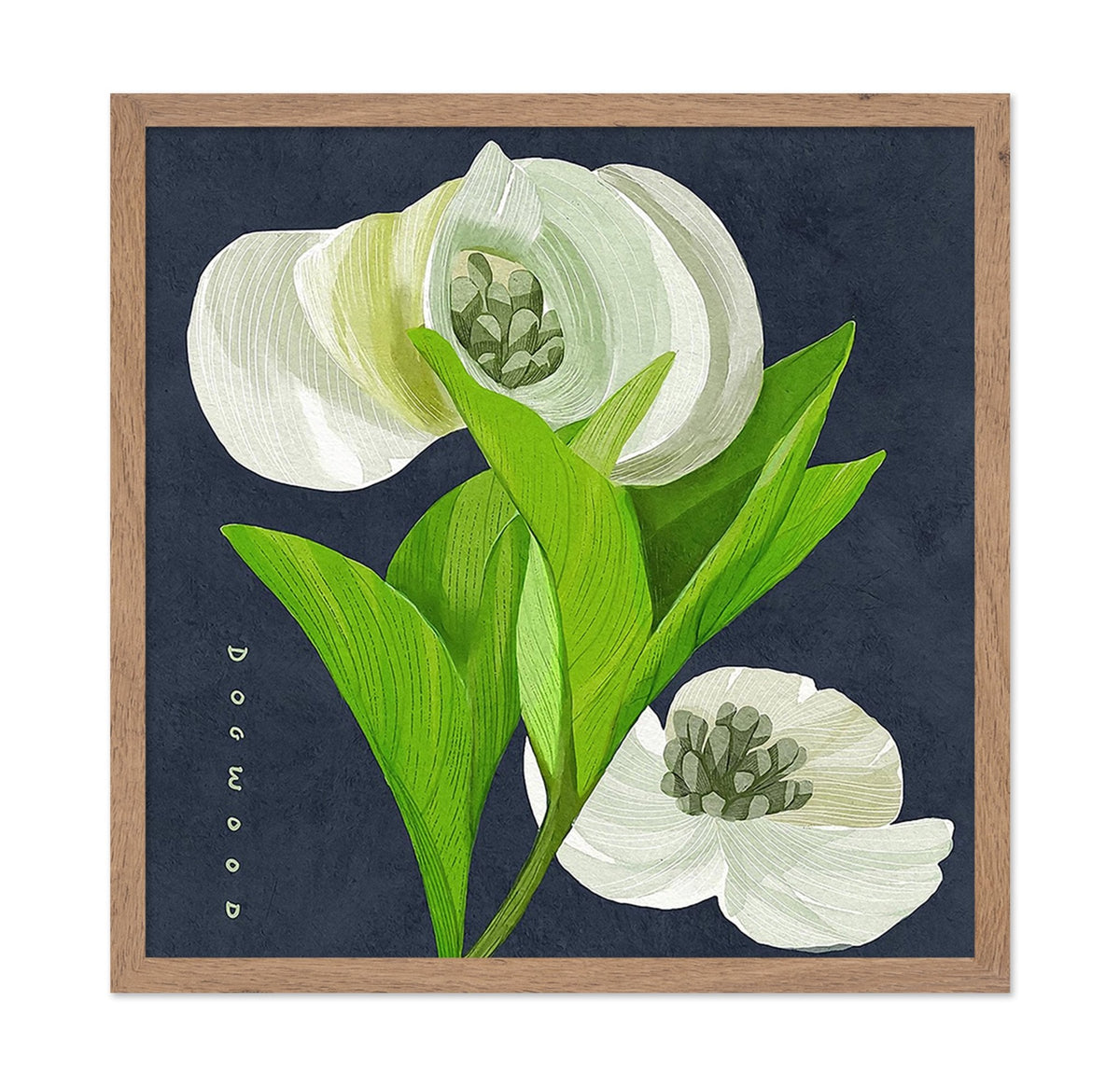 White Dogwood on Navy