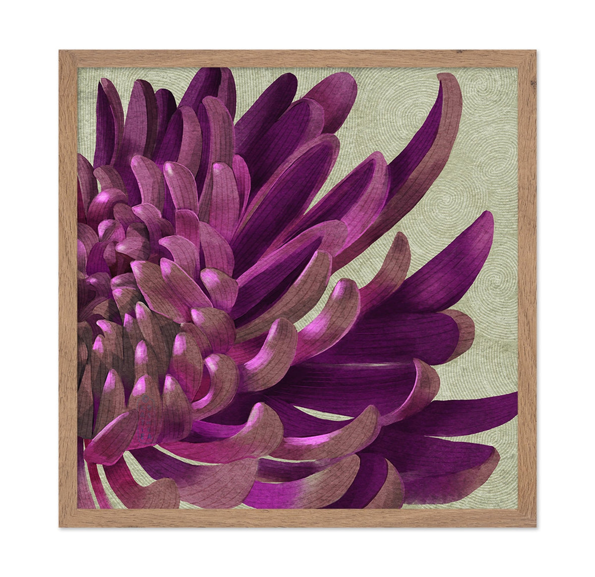 Purple Chrysanthemum