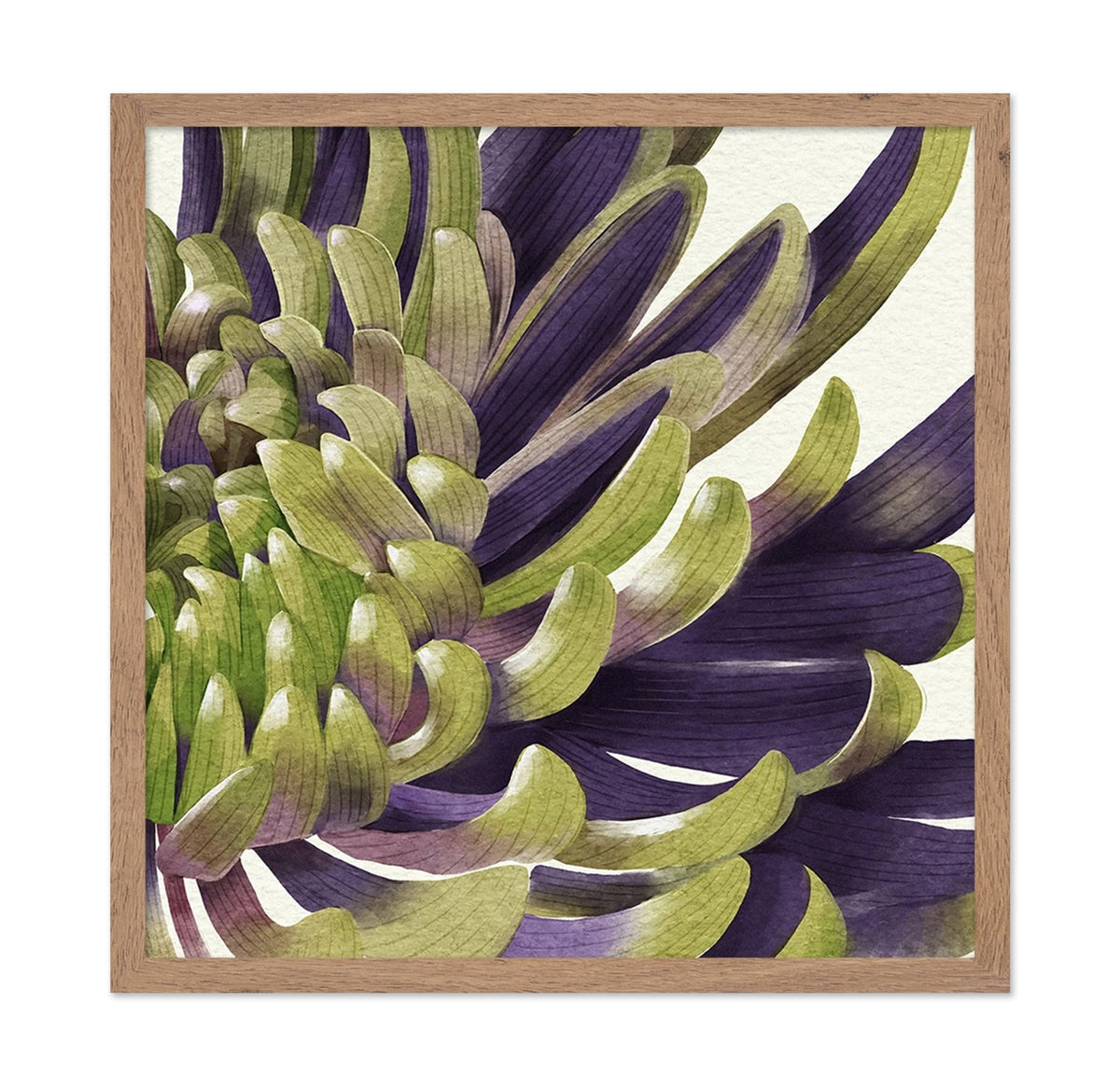 Chrysanthemum No 2