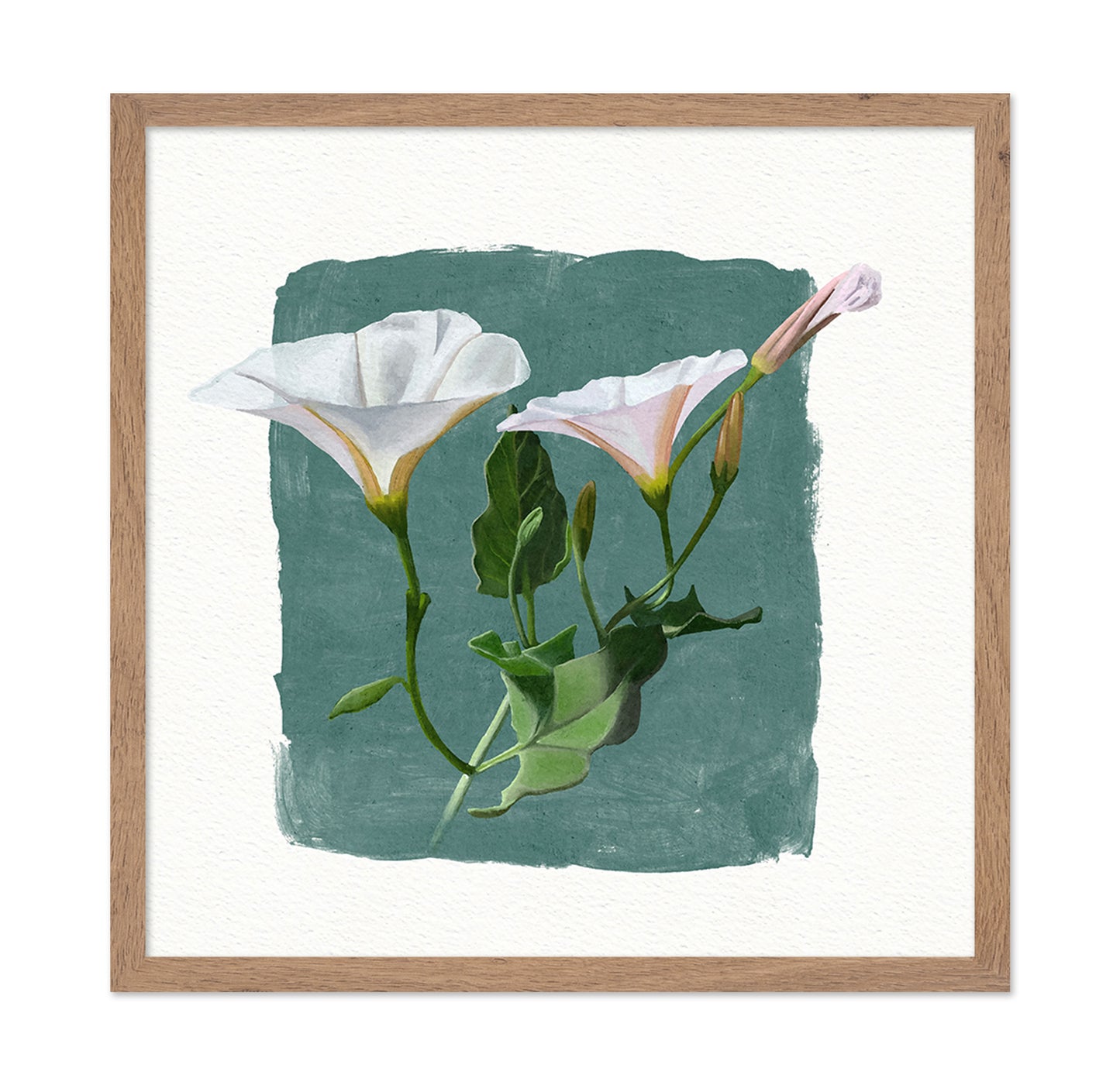 Morning Glory
