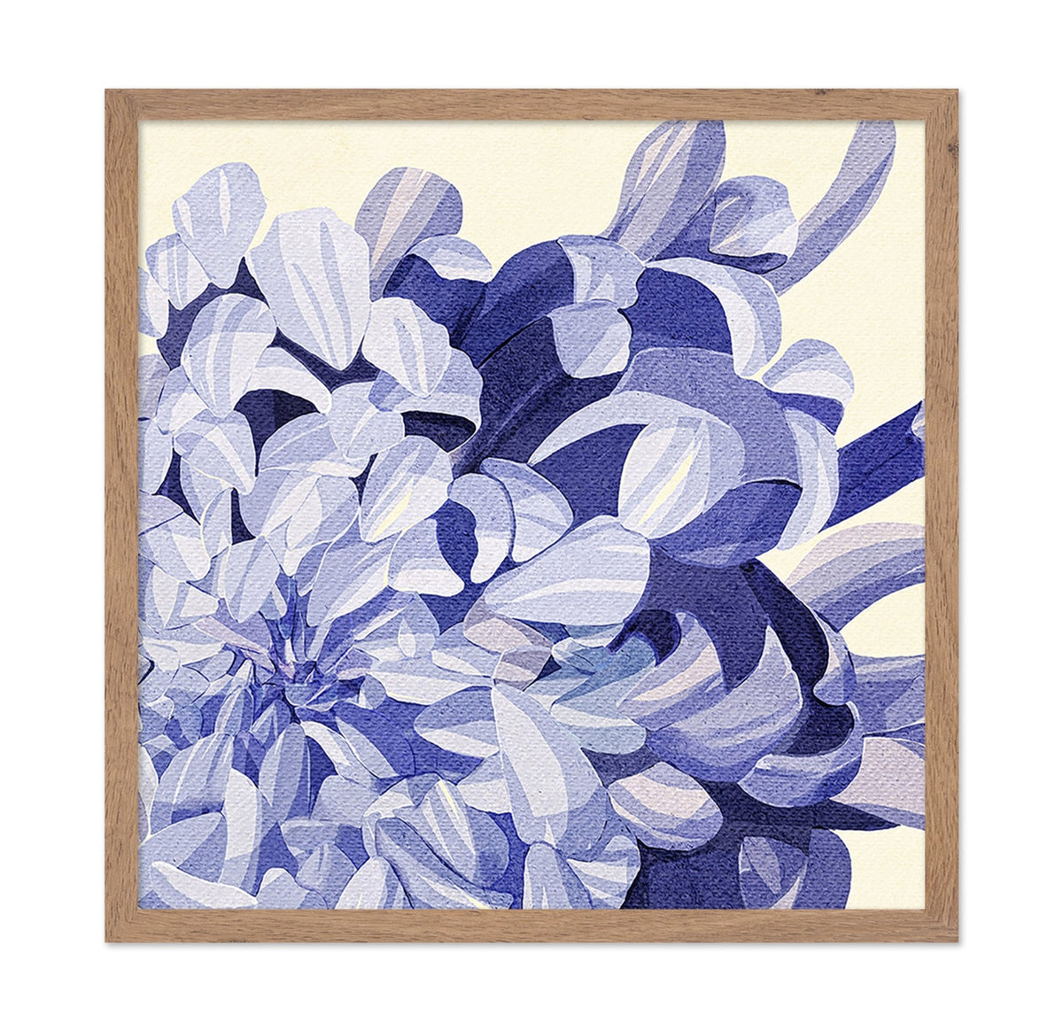 Chrysanthemum No 1