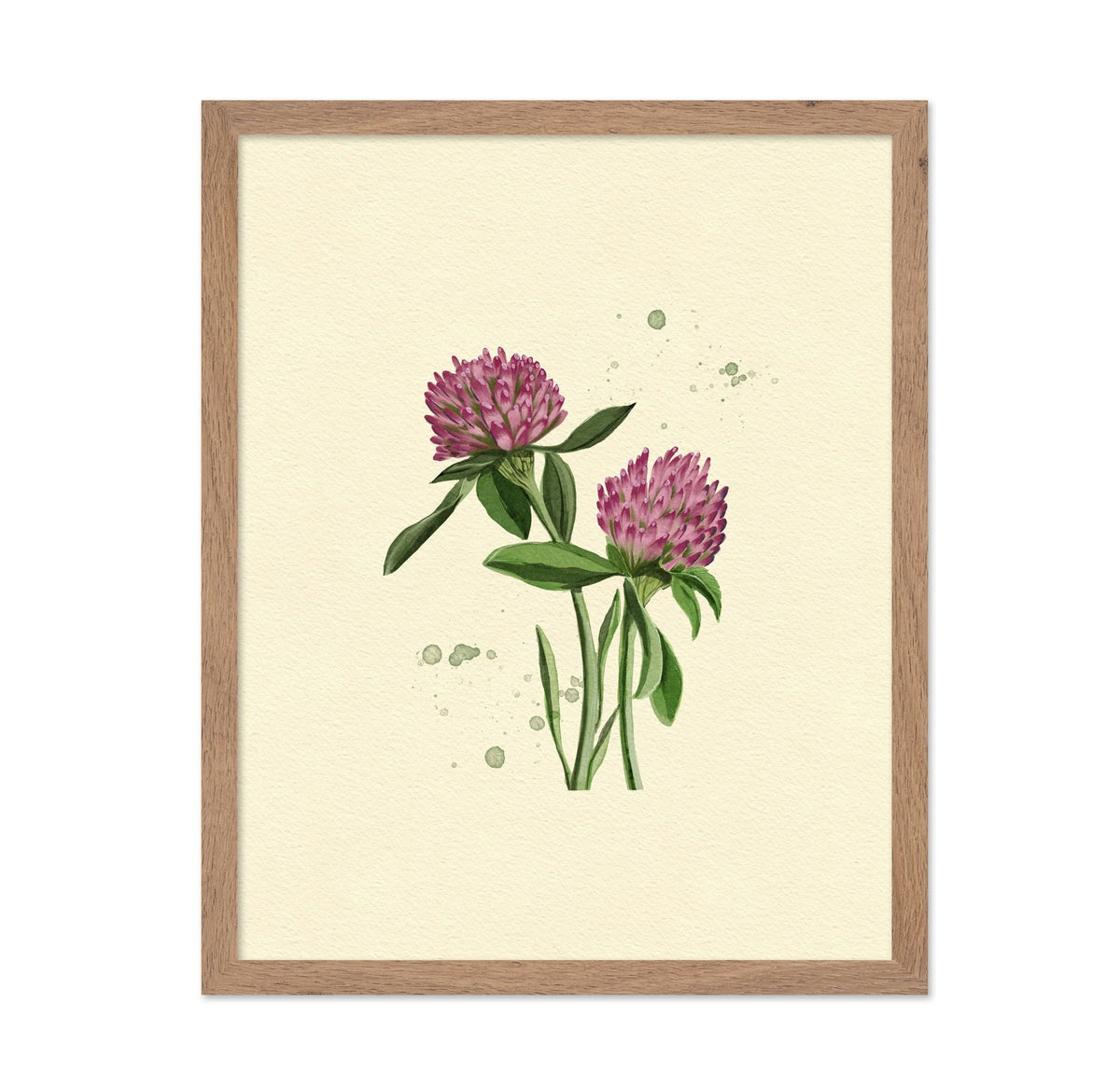 Red Clover