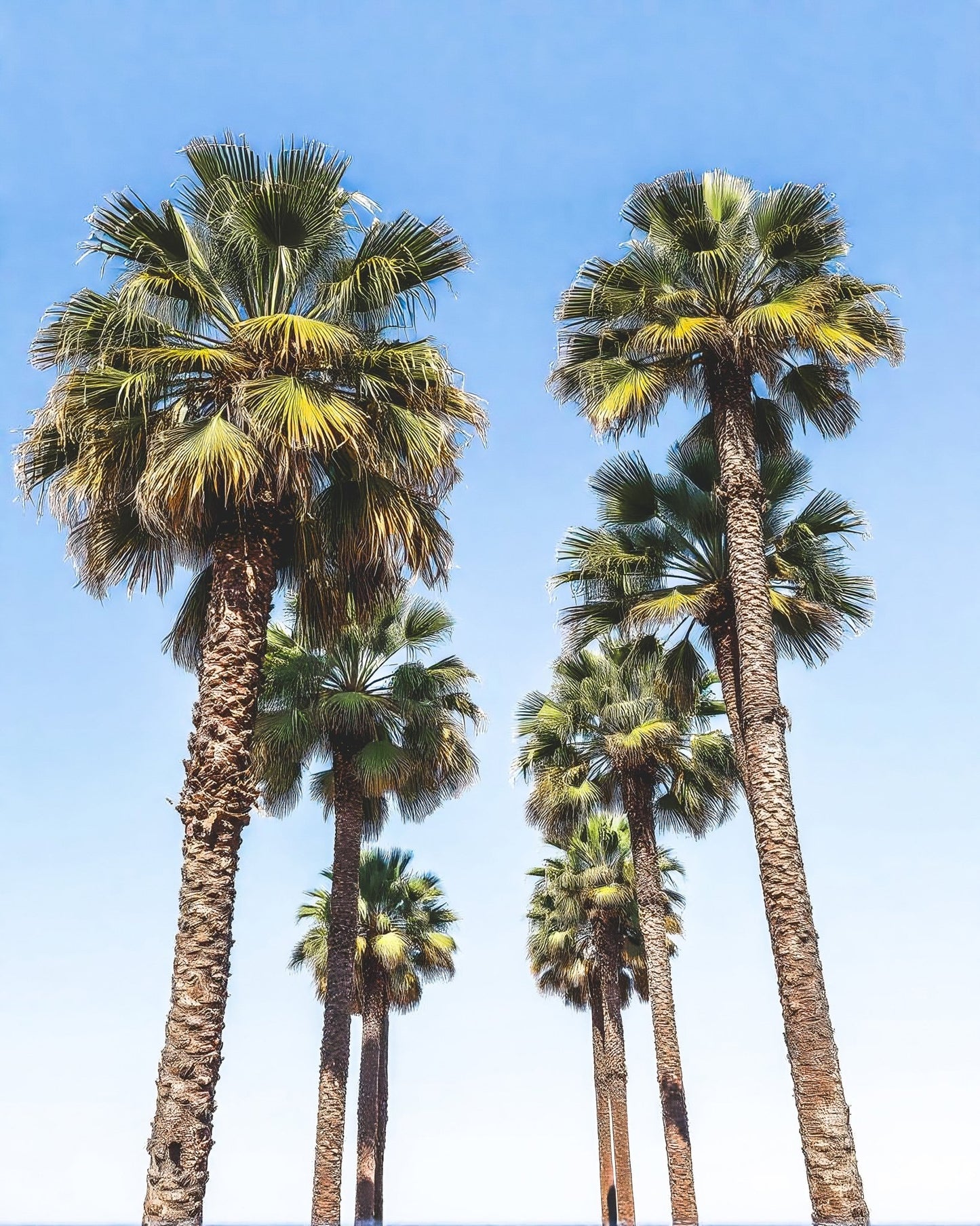 Skyward Palms