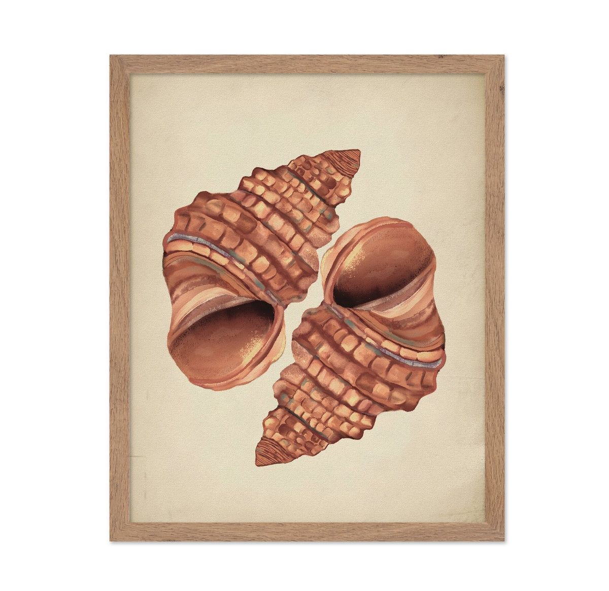 Seashells