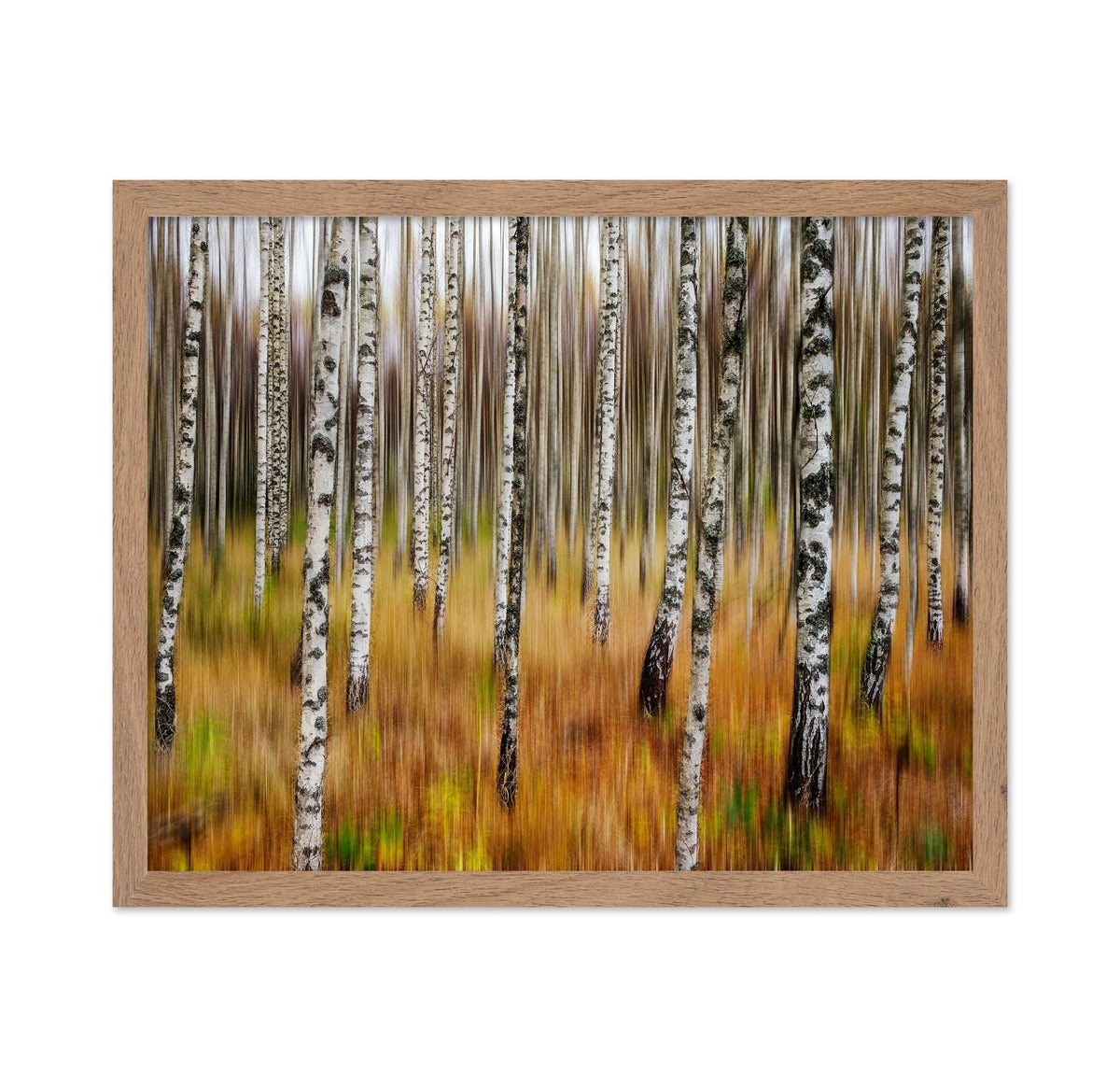 Birch Forest Blur