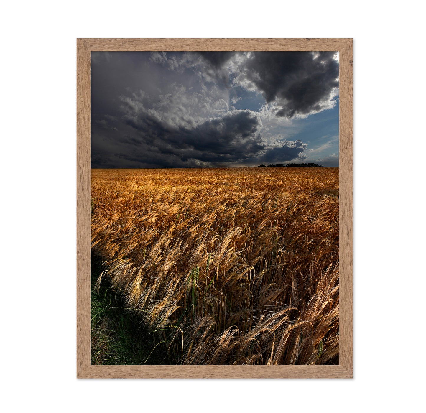Golden Wheat Fields