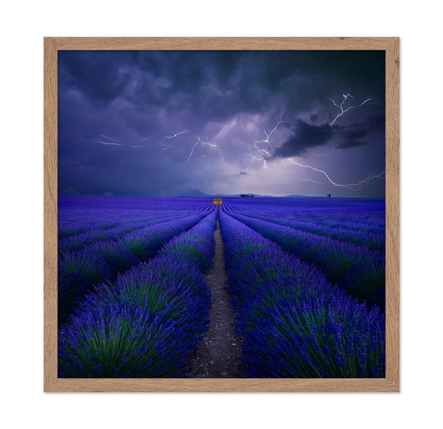 Storm Over Lavender Field