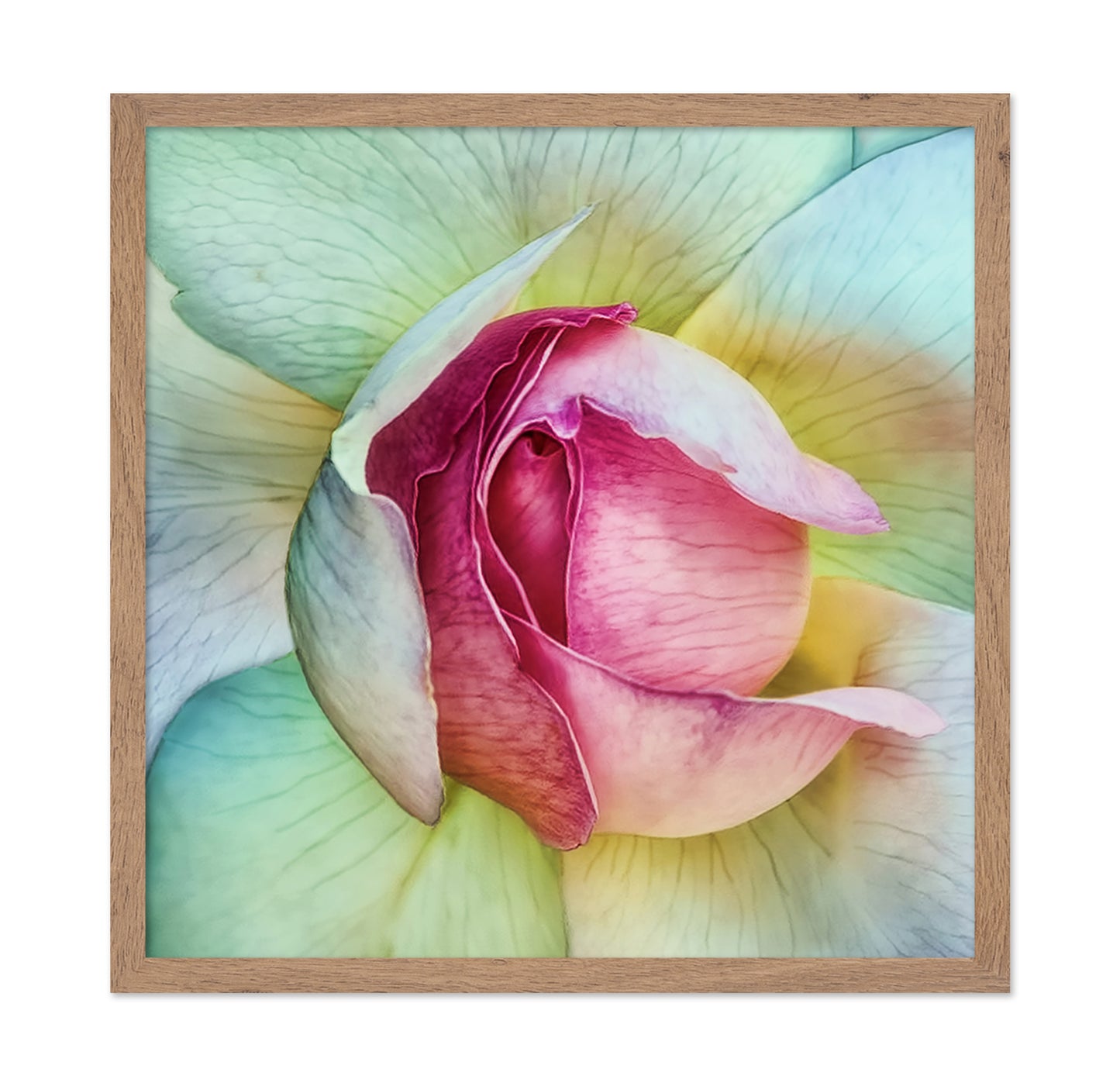 Pink Lotus Flower Closeup