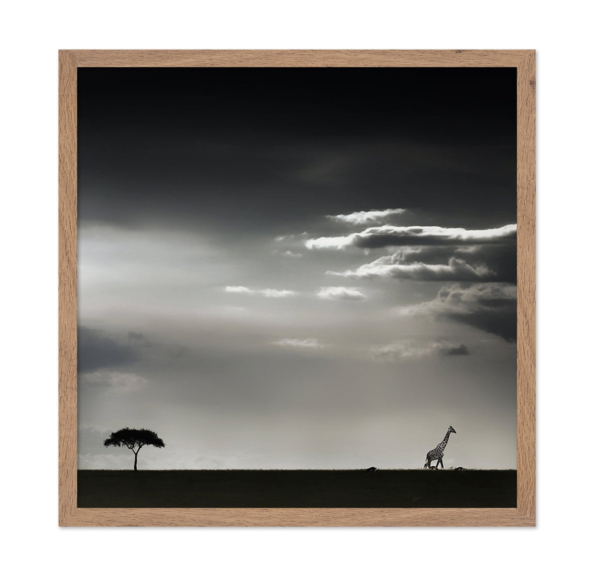 Giraffe Walking On Savannah