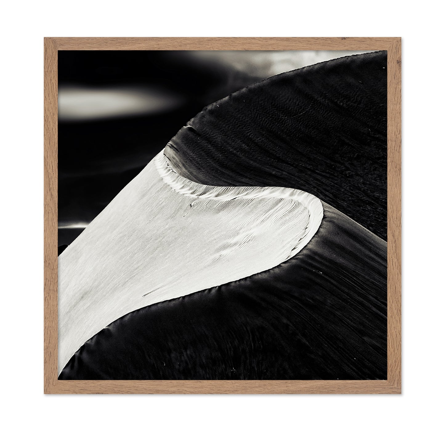 Black White Bird Wing