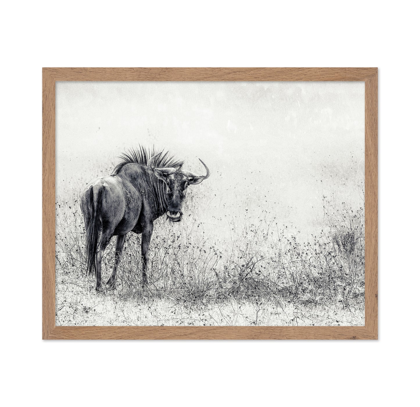 Wildebeest In Grass Field