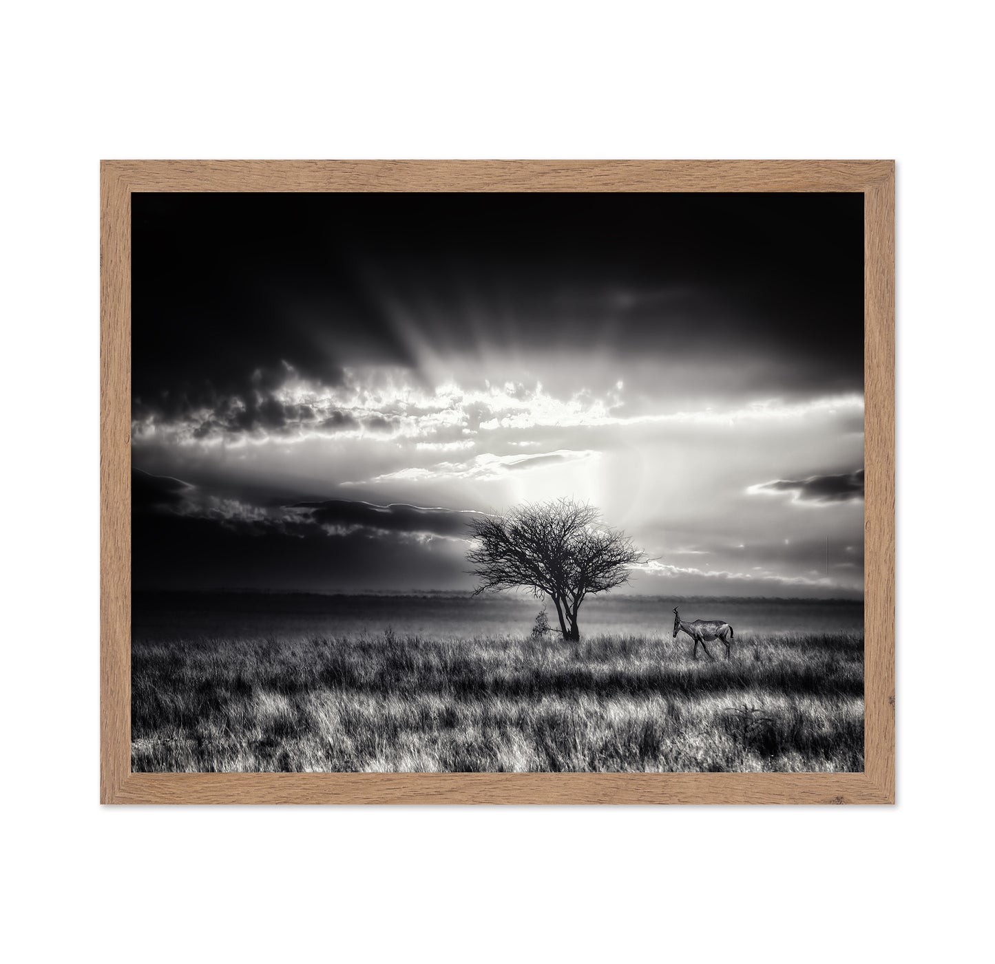 Hartebeest Sunrise Savannah
