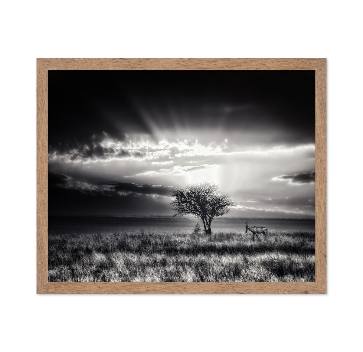 Hartebeest Sunrise Savannah