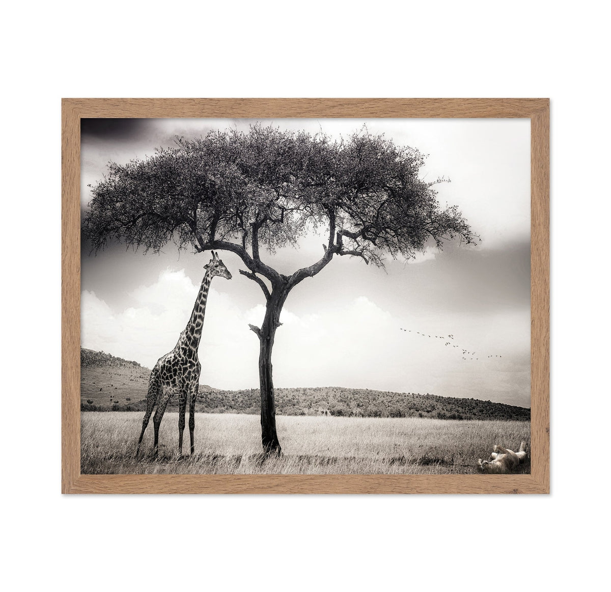 Giraffe Under Acacia Tree