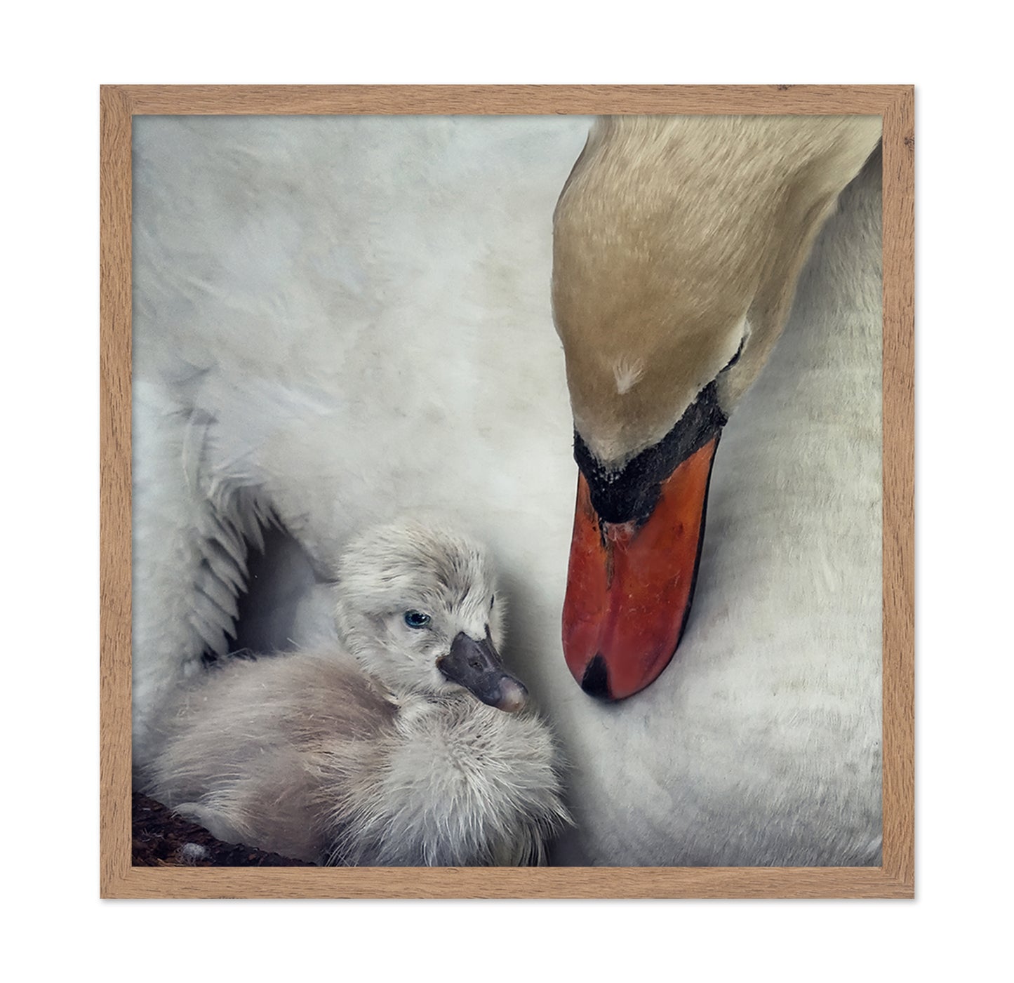 Swan and Cygnets Portrait