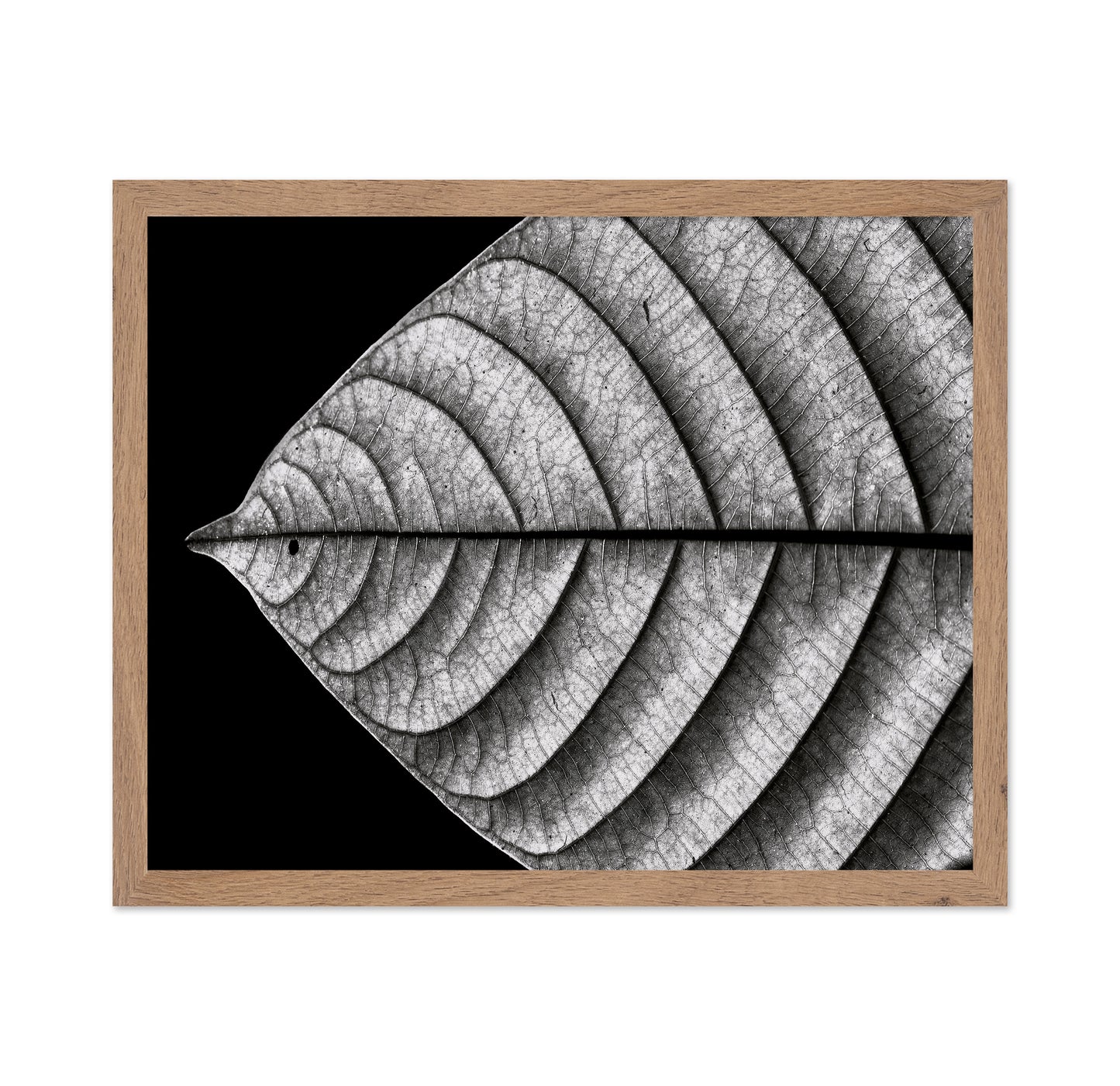 Black and White Leaf Vein Macro
