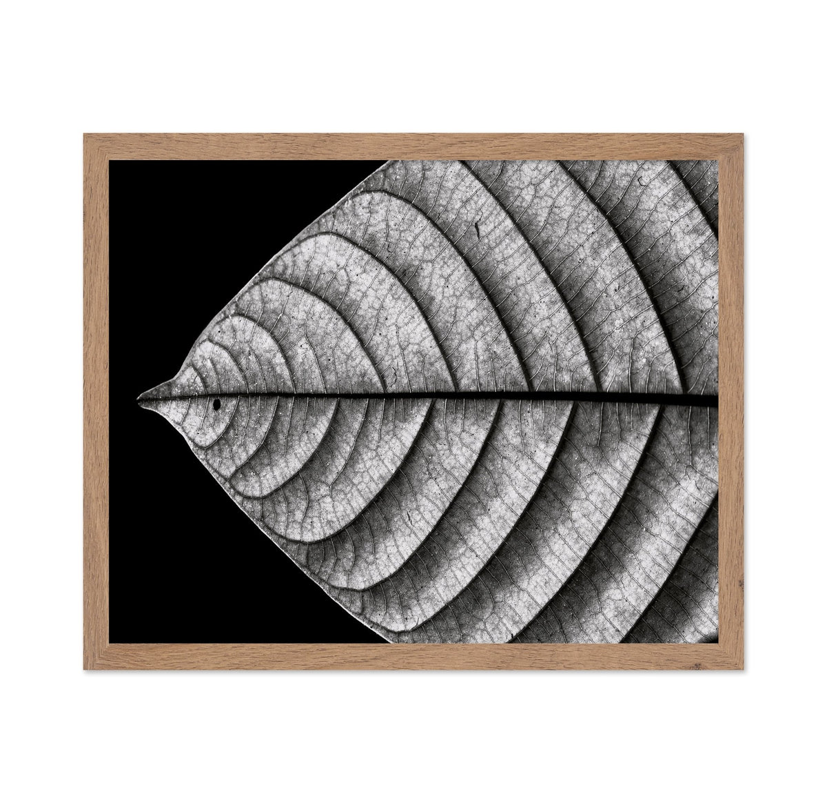 Black and White Leaf Vein Macro