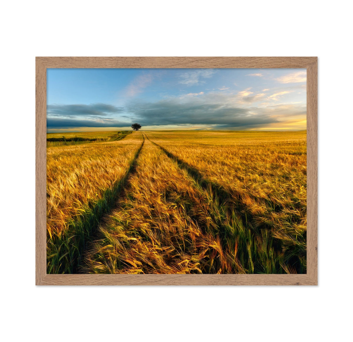 Golden Field Path No1