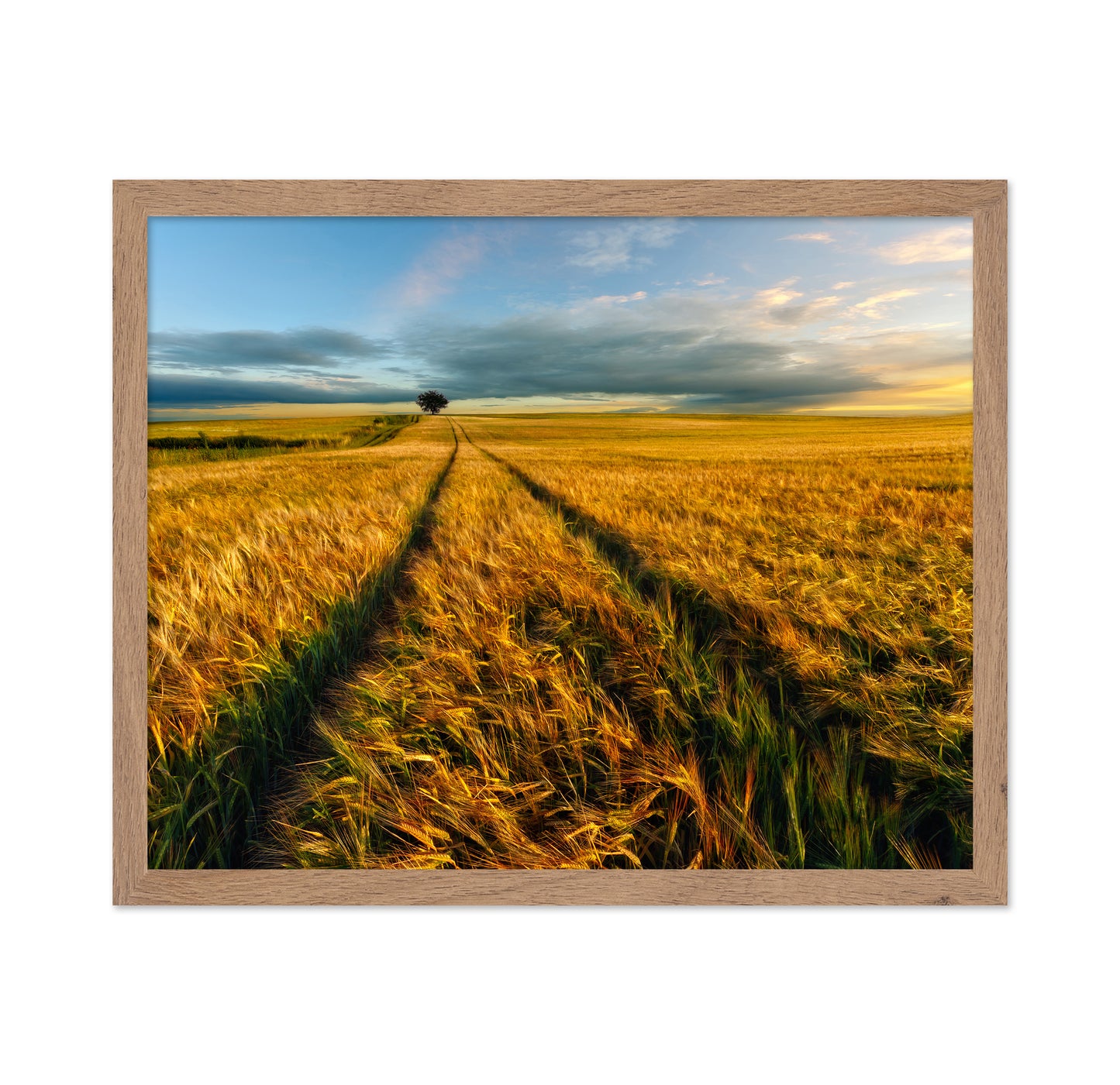 Golden Field Path No1