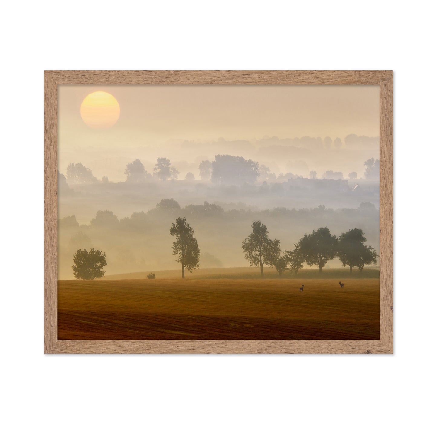 Golden Mist Morning
