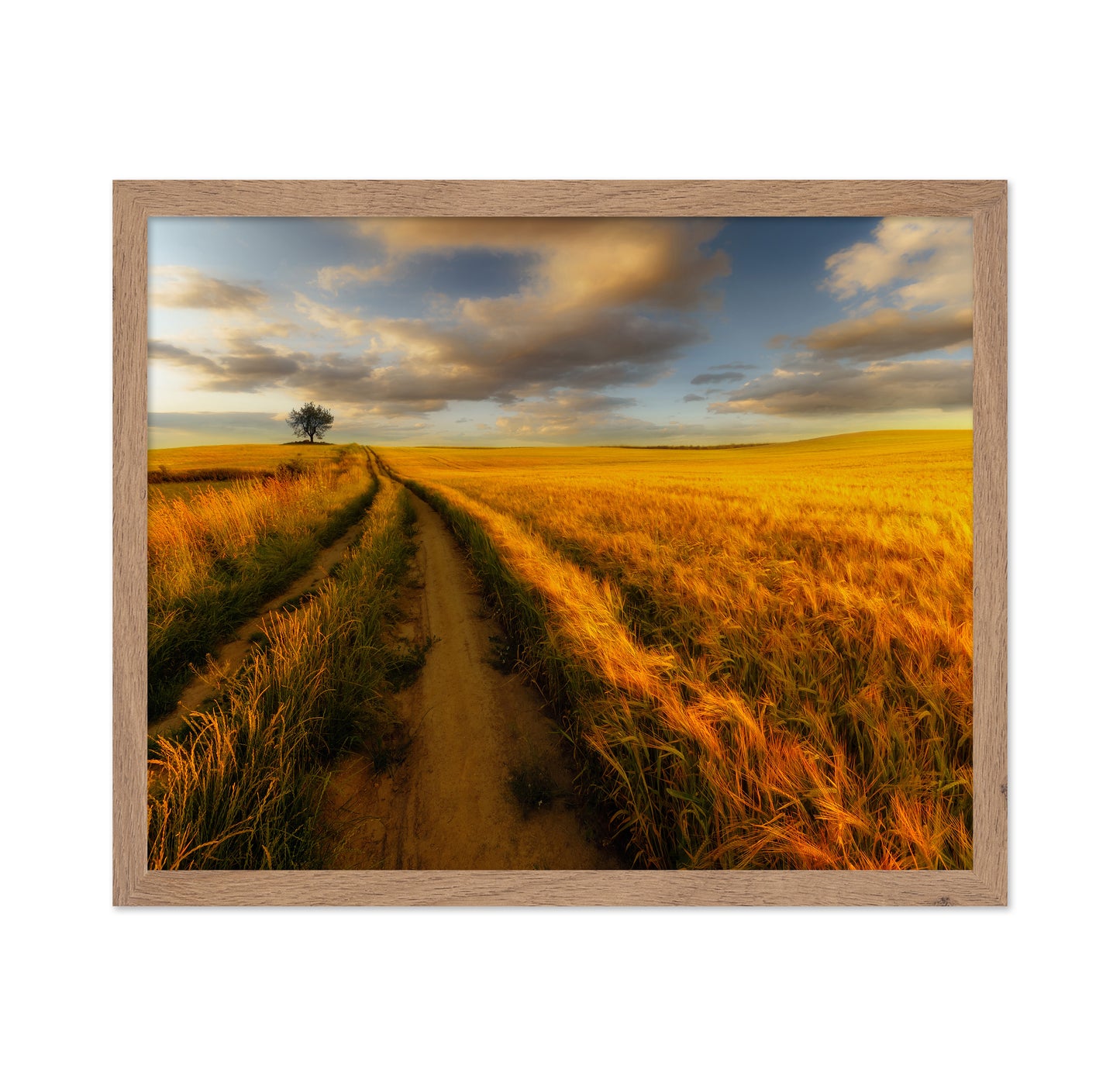 Golden Field Path No2