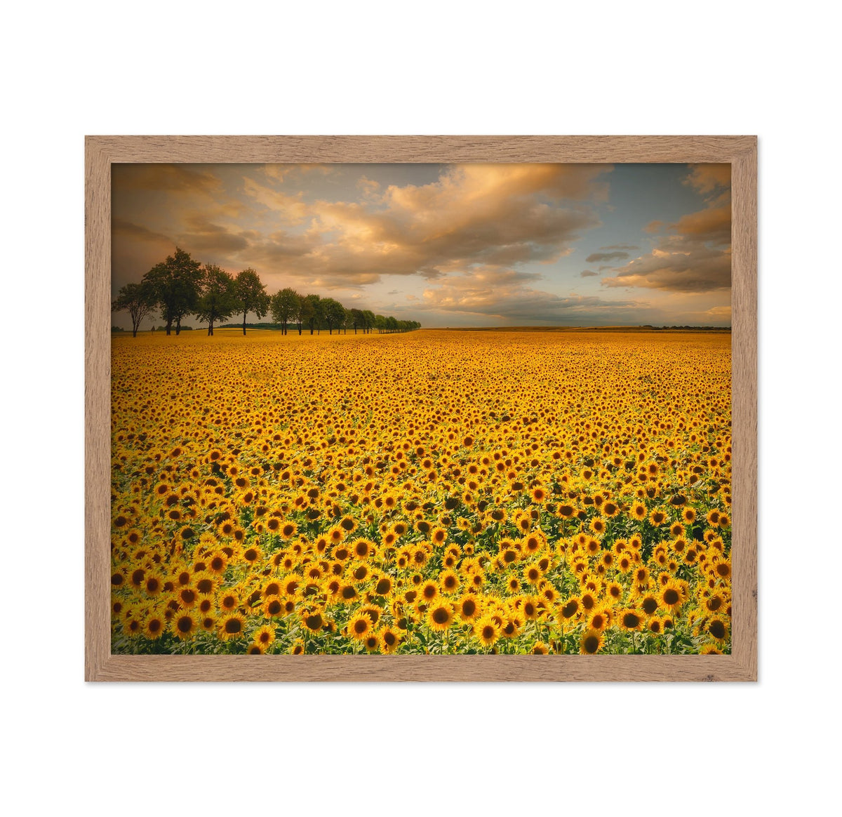 Endless Sunflower Field