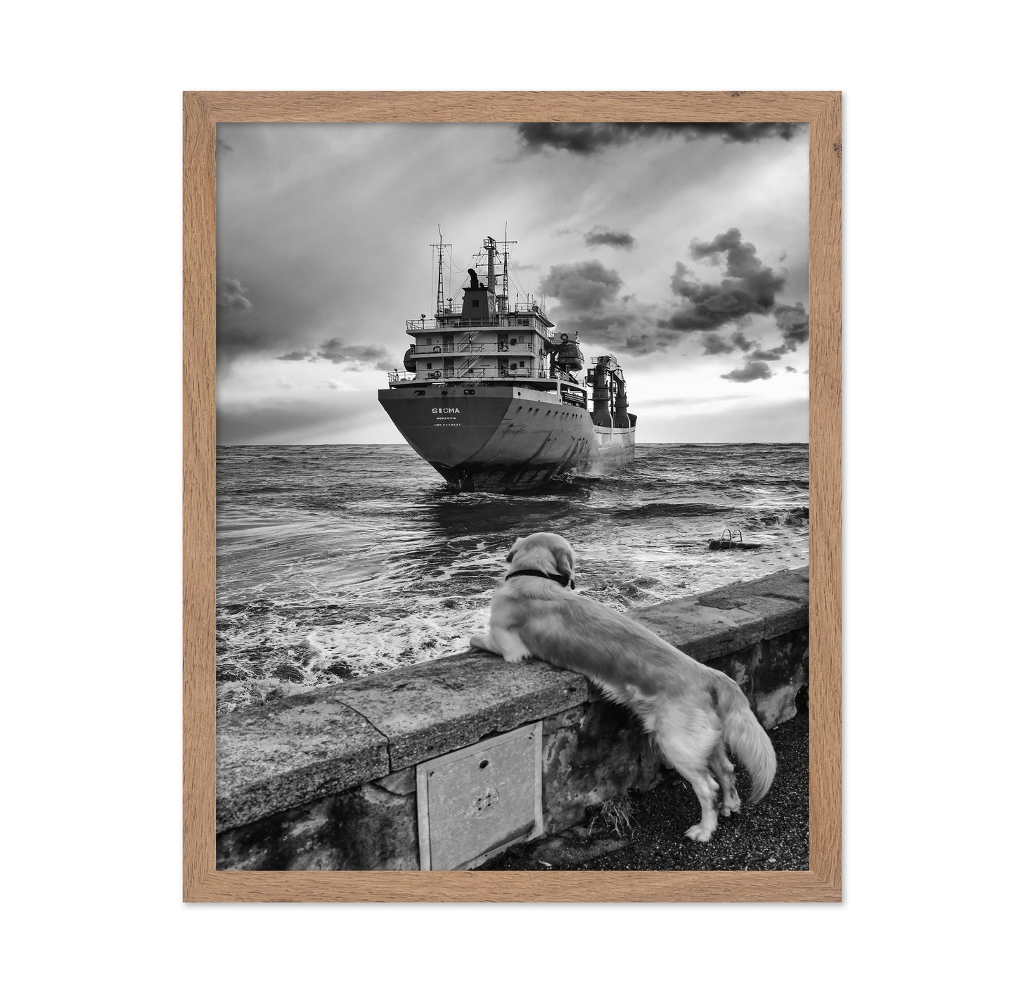 Dog Watching Cargo Ship