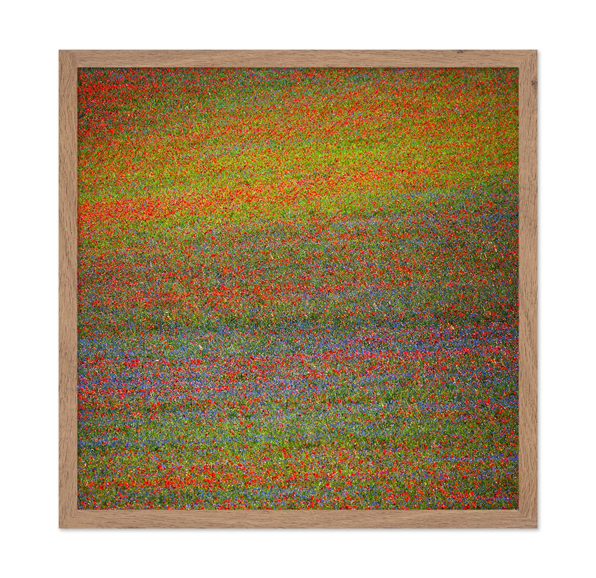 Wildflower Color Field No1