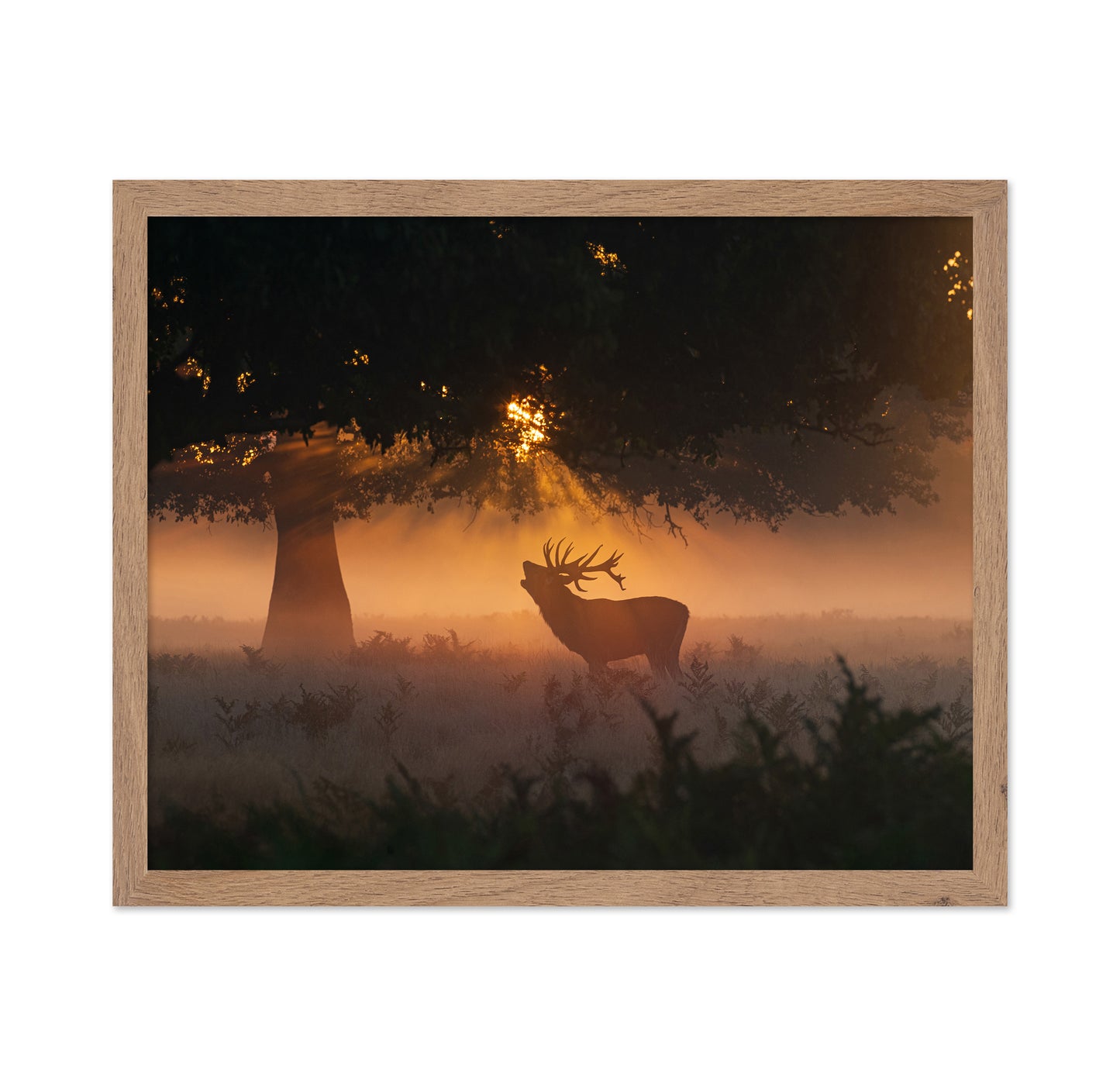 Stag In Morning Light