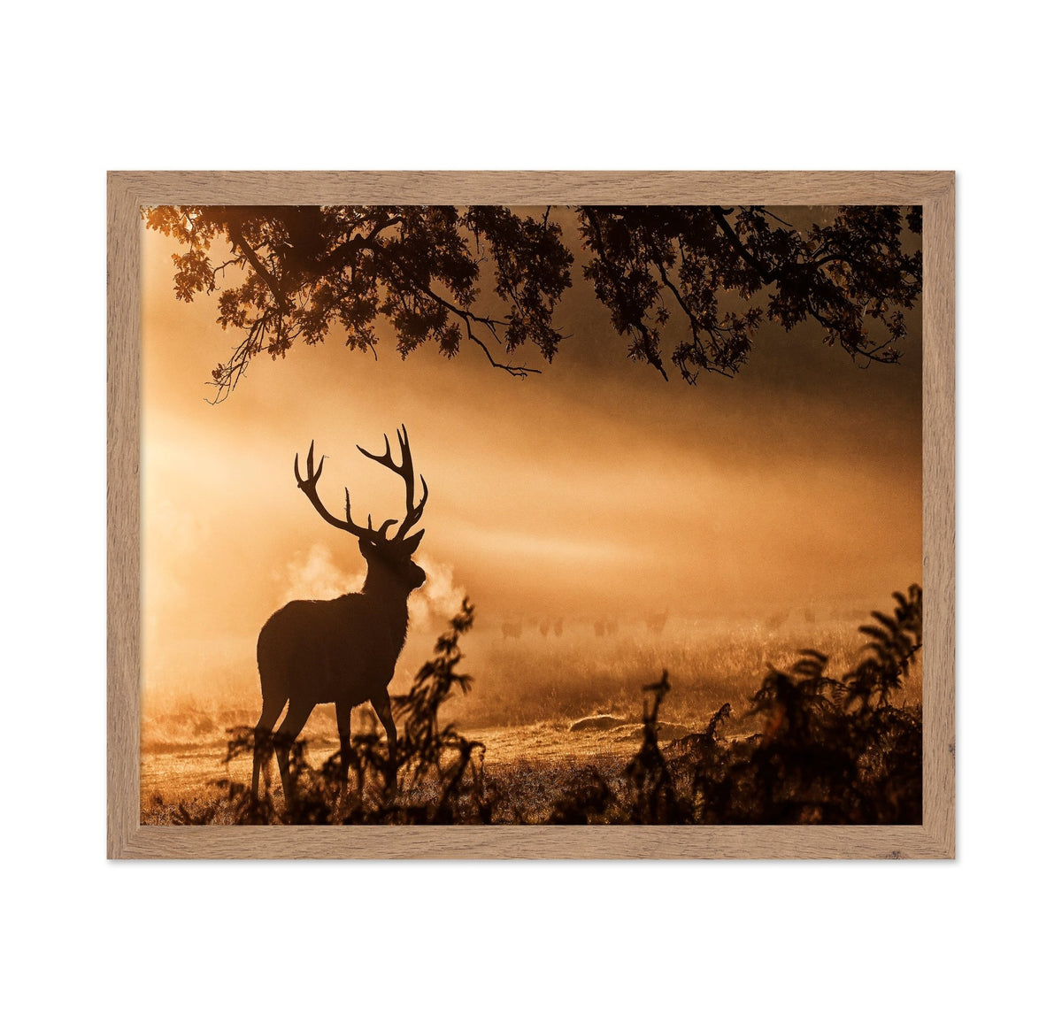 Stag In Morning Mist