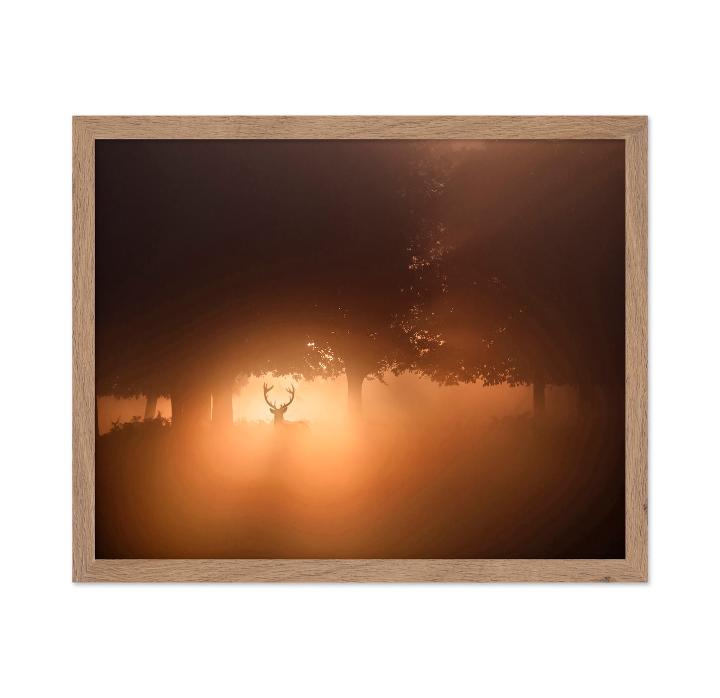 Stag In Golden Mist